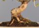 Immagine di Bonsai Olivo