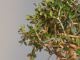 Immagine di Bonsai Olivo