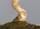 Immagine di Bonsai Olivo