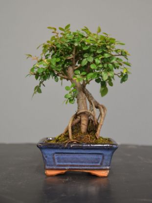 Immagine di Bonsai Olmo