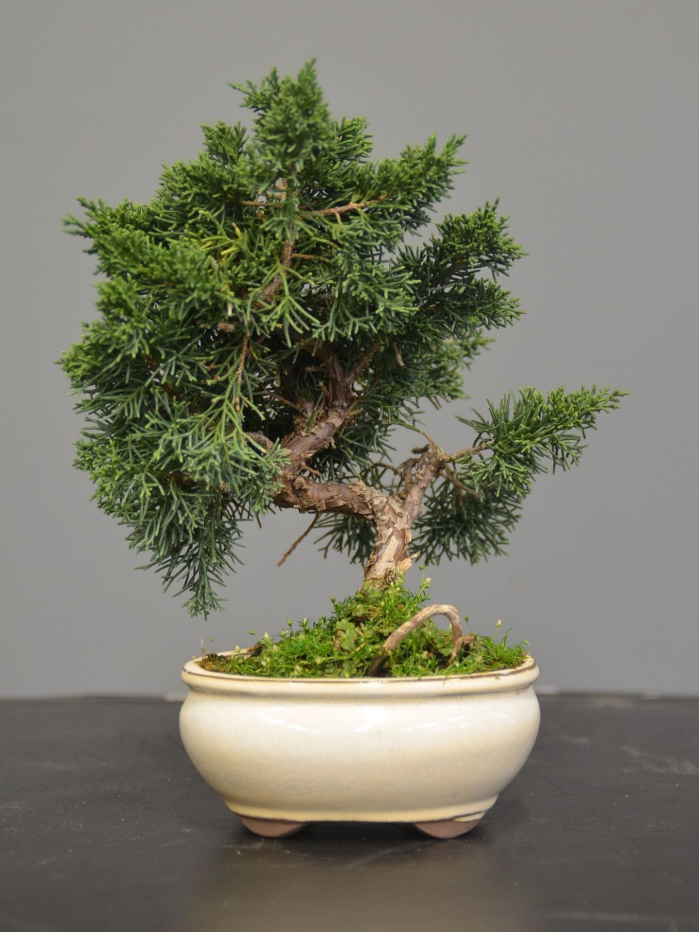 Immagine di Bonsai Ginepro G.