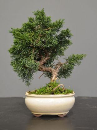 Immagine di Bonsai Ginepro G.