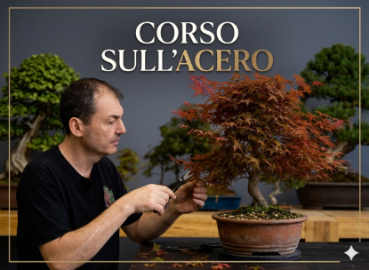 Immagine di Corso Online Acero