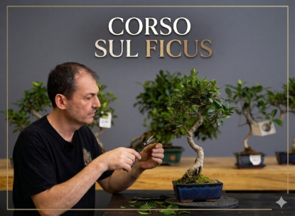 Immagine di Corso Online Ficus