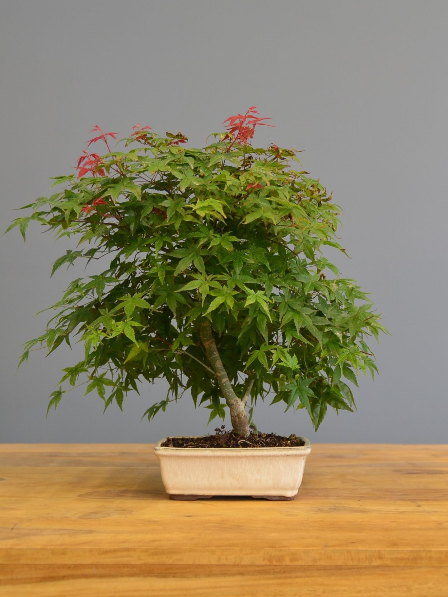 Immagine di Bonsai Acero rosso g.