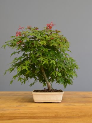 Immagine di Bonsai Acero rosso g.
