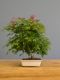 Immagine di Bonsai Acero rosso g.