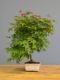 Immagine di Bonsai Acero rosso g.