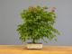 Immagine di Bonsai Acero rosso g.
