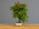 Immagine di Bonsai Acero rosso g.