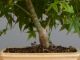 Immagine di Bonsai Acero rosso g.