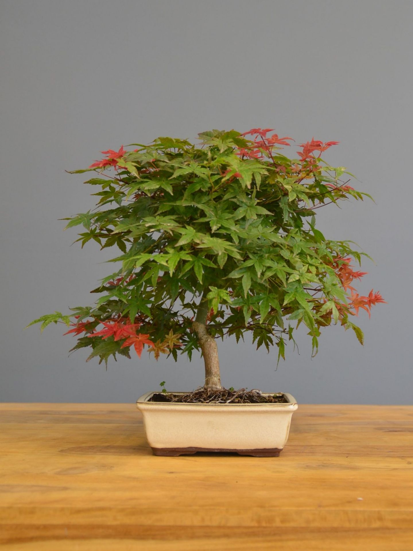 Immagine di Bonsai Acero rosso g.