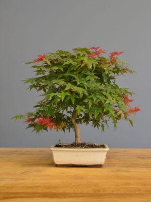 Immagine di Bonsai Acero rosso g.