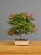Immagine di Bonsai Acero rosso g.