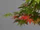 Immagine di Bonsai Acero rosso g.