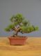 Immagine di Bonsai Pino silvestre
