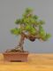 Immagine di Bonsai Pino silvestre