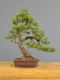 Immagine di Bonsai Pino giapponese