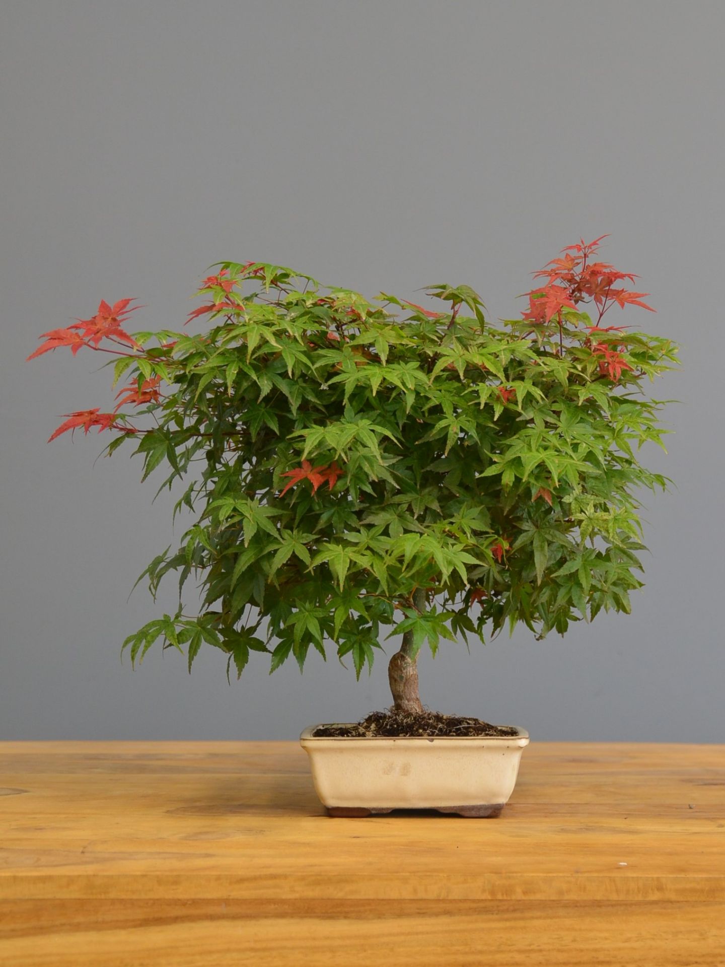 Immagine di Bonsai Acero rosso g.