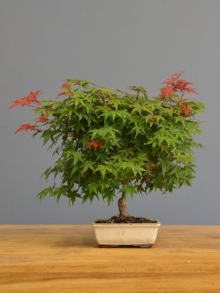 Immagine di Bonsai Acero rosso g.