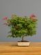 Immagine di Bonsai Acero rosso g.