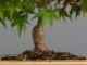 Immagine di Bonsai Acero rosso g.