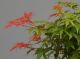 Immagine di Bonsai Acero rosso g.