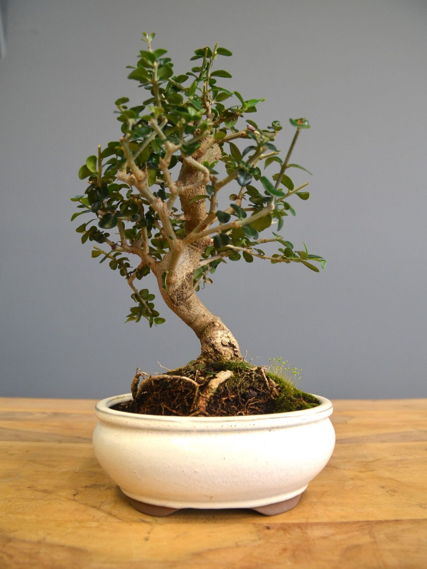 Immagine di  Bonsai Olivo