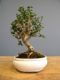Immagine di  Bonsai Olivo