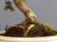Immagine di  Bonsai Olivo