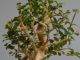 Immagine di  Bonsai Olivo