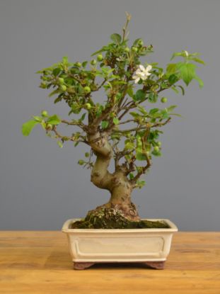 Immagine di Bonsai Melo