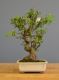 Immagine di Bonsai Melo