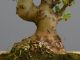 Immagine di Bonsai Melo