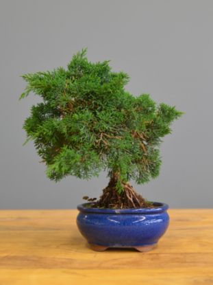 Immagine di Bonsai Ginepro G.