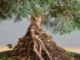 Immagine di Bonsai Ginepro G.