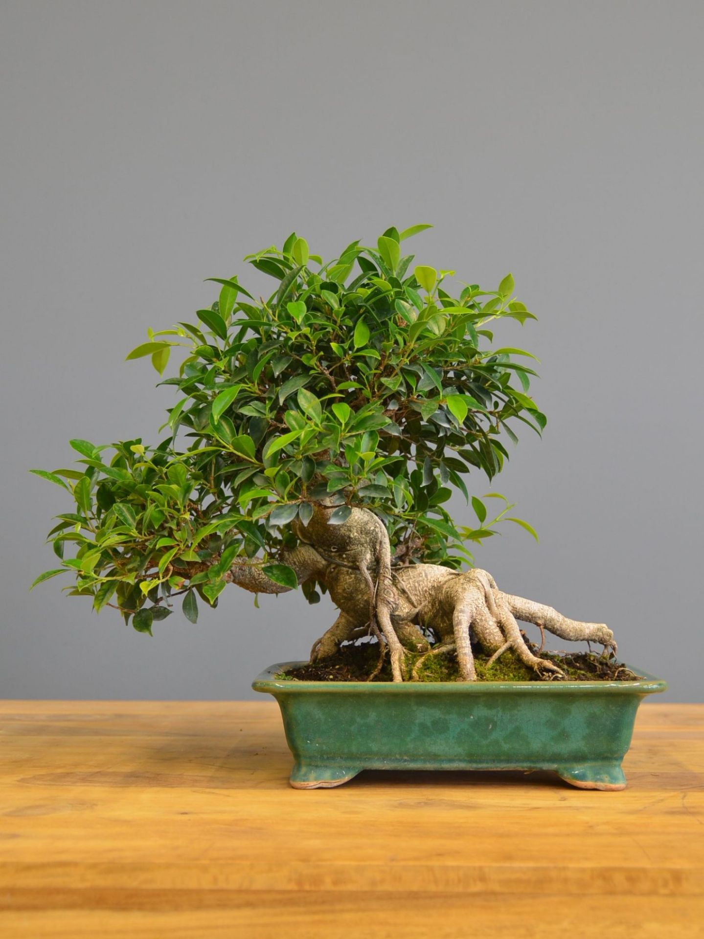 Immagine di Bonsai Ficus