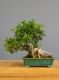 Immagine di Bonsai Ficus