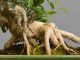 Immagine di Bonsai Ficus