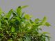 Immagine di Bonsai Ficus