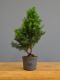 Immagine di Bonsai Tasso