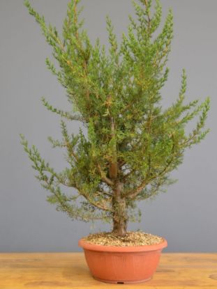 Immagine di Bonsai Cipresso