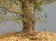 Immagine di Bonsai Cipresso