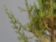 Immagine di Bonsai Cipresso