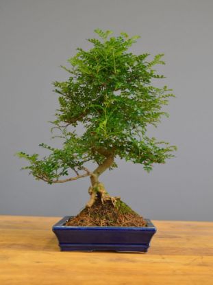 Immagine di Bonsai Pepe