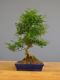 Immagine di Bonsai Pepe