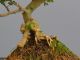 Immagine di Bonsai Pepe