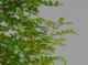 Immagine di Bonsai Pepe