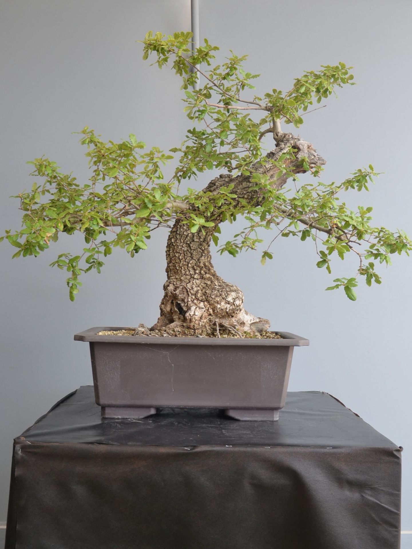 Immagine di Bonsai Quercia