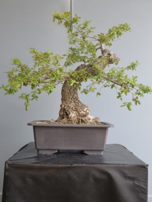 Immagine di Bonsai Quercia